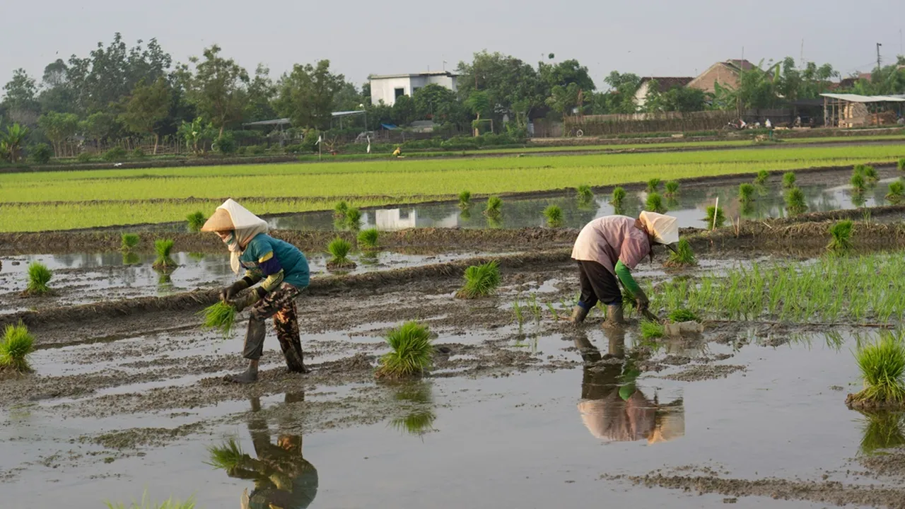 Cara Hitungan Hari Baik Menanam Padi Menurut Primbon Jawa, Panduan Tradisi untuk Petani