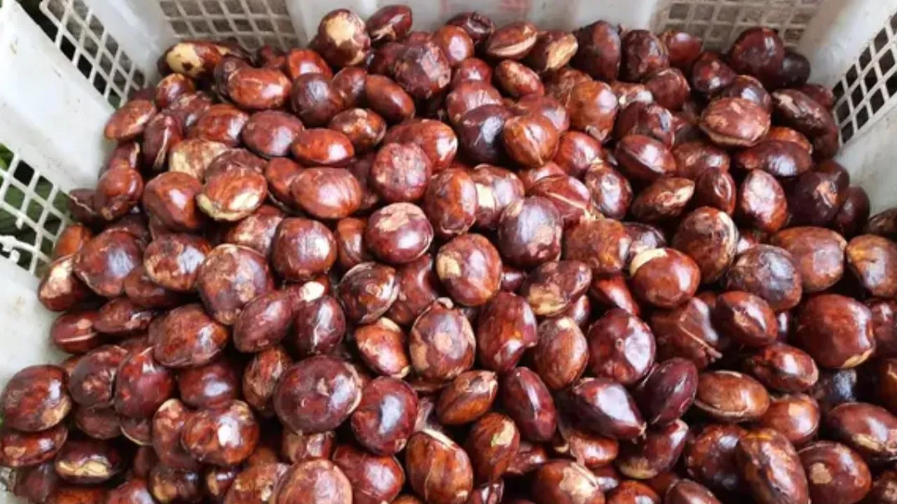 Cara Jitu Mengempukkan Jengkol, Praktis dan Bebas Bau