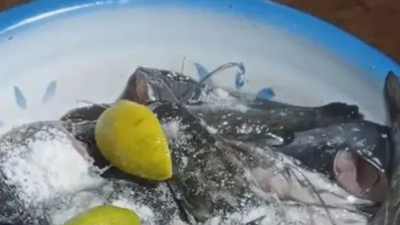 Cara Matikan Ikan Lele Tanpa Kekerasan Menggunakan Garam