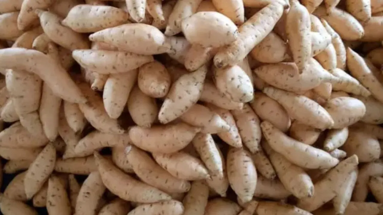 Cara Memanggang Ubi Cilembu agar Mengeluarkan Madu Alami Tanpa Oven dan Air Fryer