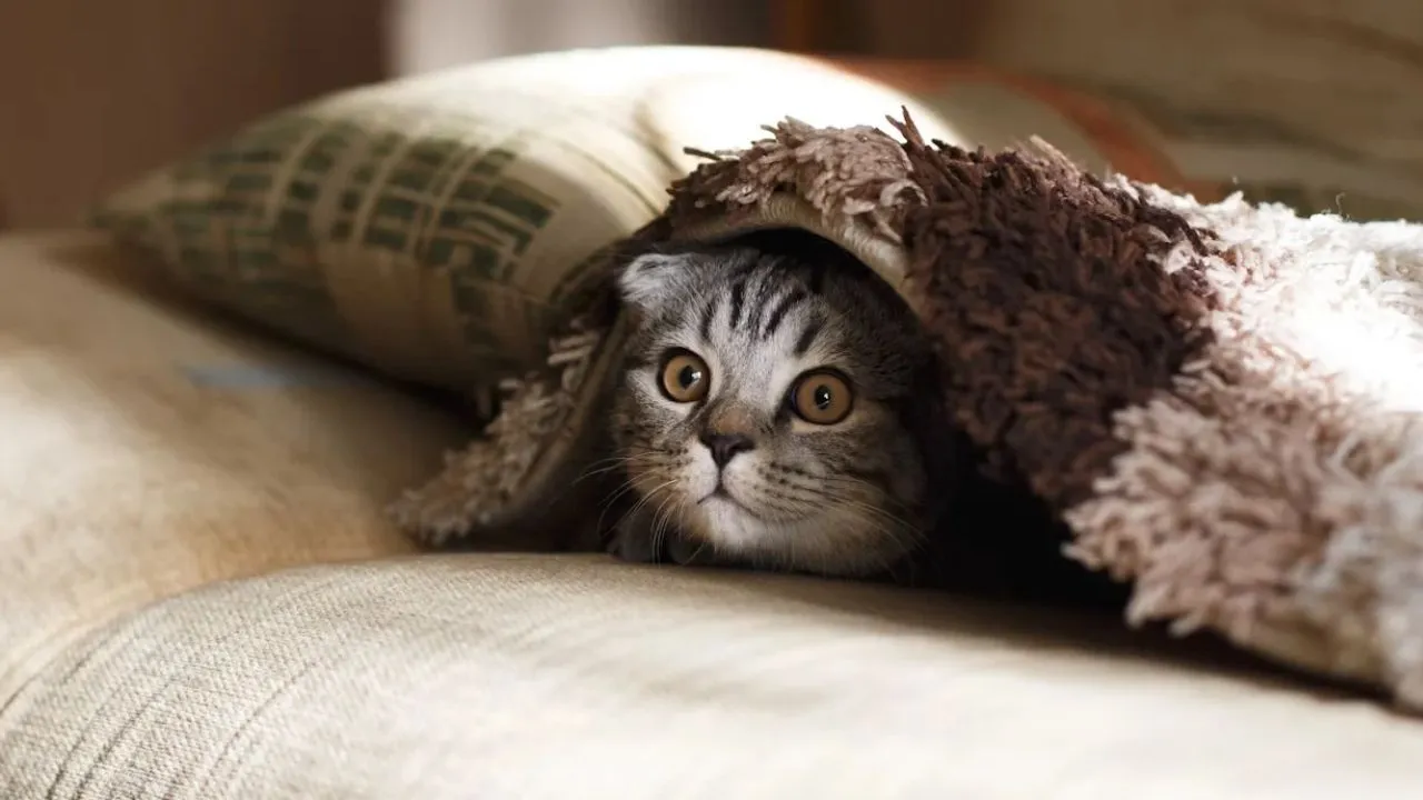 Cara Membuat Kucing Tidak Bosan Meski Tinggal di Dalam Rumah, Bikin Anabul Lebih Aktif