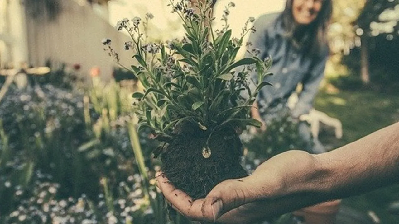 Cara Membuat Pupuk Kompos Sederhana dengan Mudah, Pakai Sampah Rumah Tangga