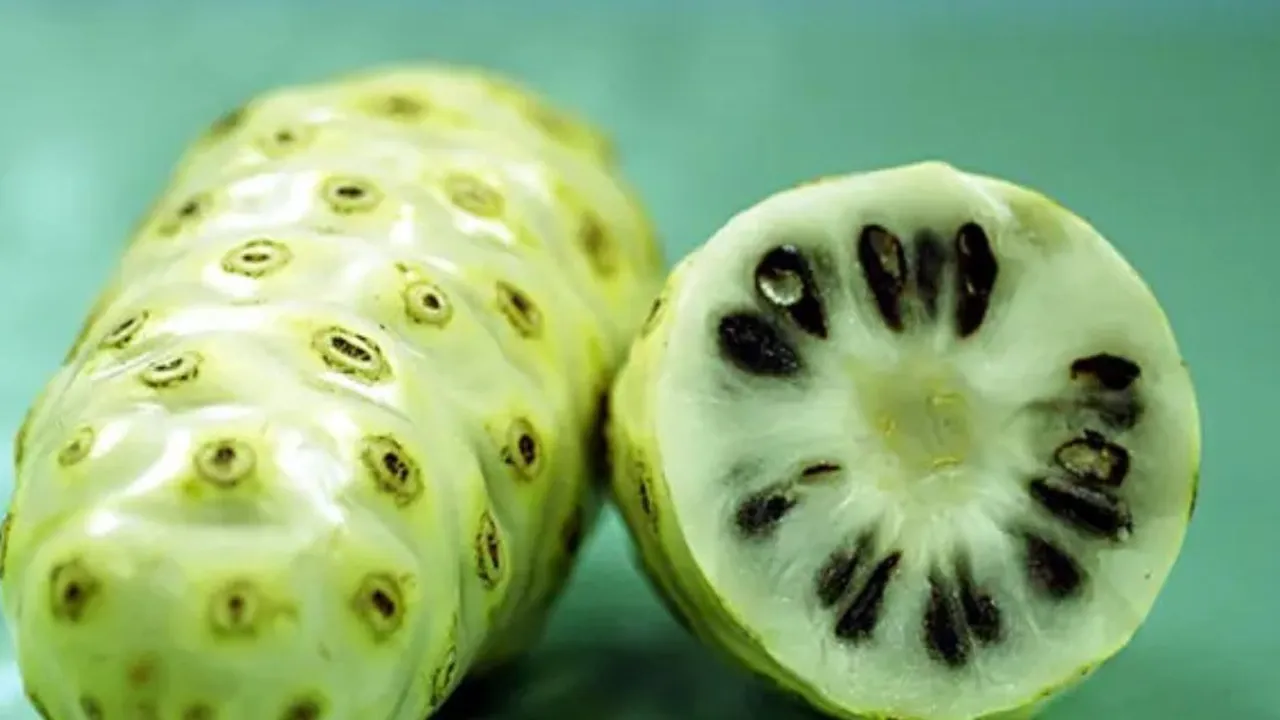 Cara Membuat Rebusan Buah Mengkudu, Rahasia Sehat yang Kaya Manfaat