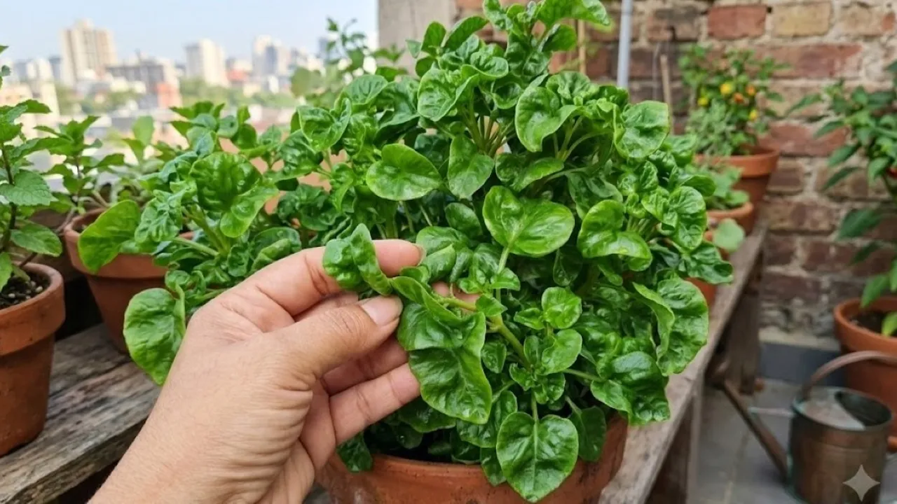 Cara Menanam Bayam Brazil untuk Pemula, Daun Lebar dan Renyah Bebas Hama