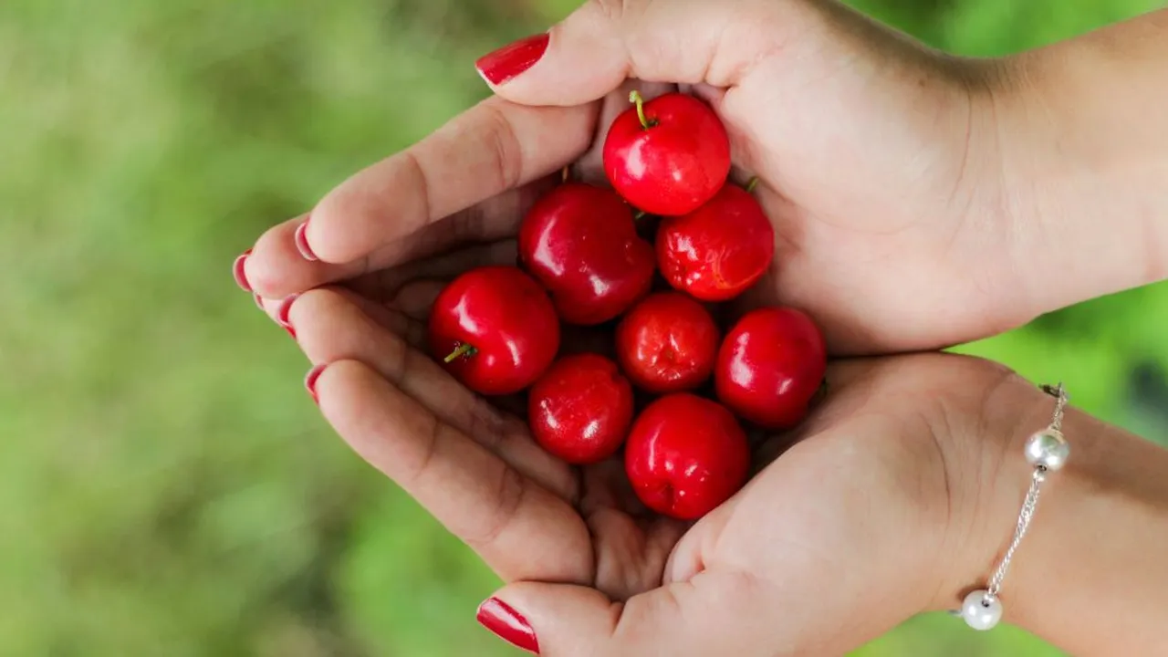 Cara Menanam Ceri Barbados (Acerola) agar Tumbuh Subur dan Cepat Berbuah