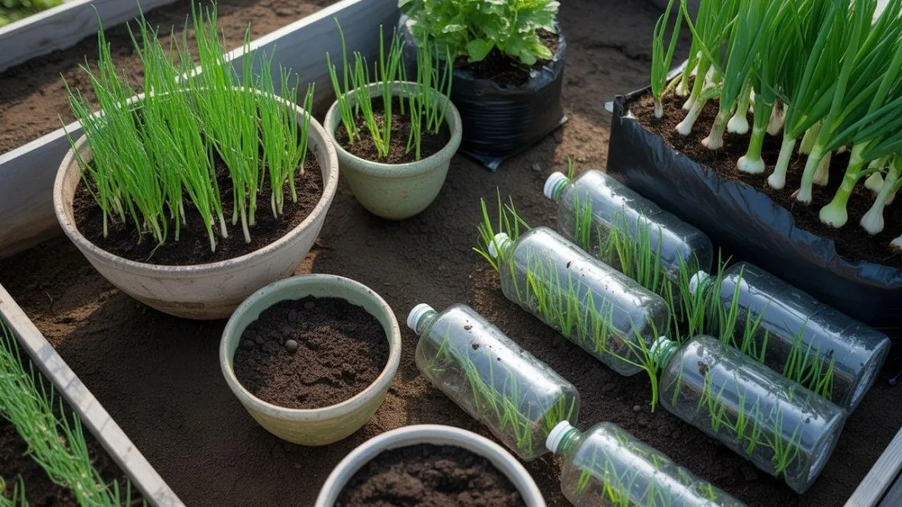 cara menanam daun bawang, di pot, di polybag, di botol bekas, di tanah terbuka, dari biji, dari batang, dari akar