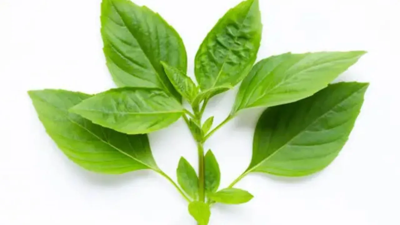 Cara Menanam Daun Kemangi agar Tumbuh Rimbun di Halaman Rumah