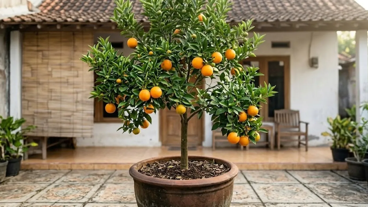 Cara Menanam Jeruk Sunkist dalam Pot, Cocok untuk Lahan Rumah yang Terbatas