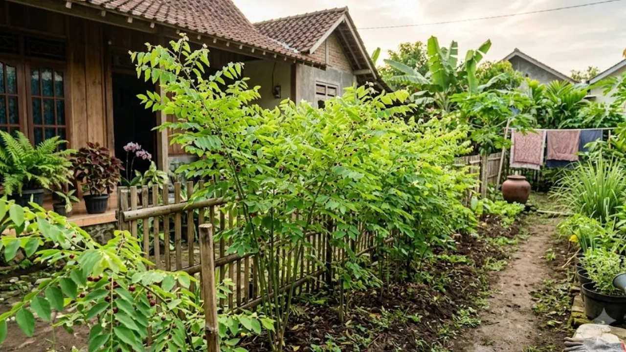 Cara Menanam Katuk Agar Rajin Bertunas dan Berdaun Lebat, Panduan Lengkap