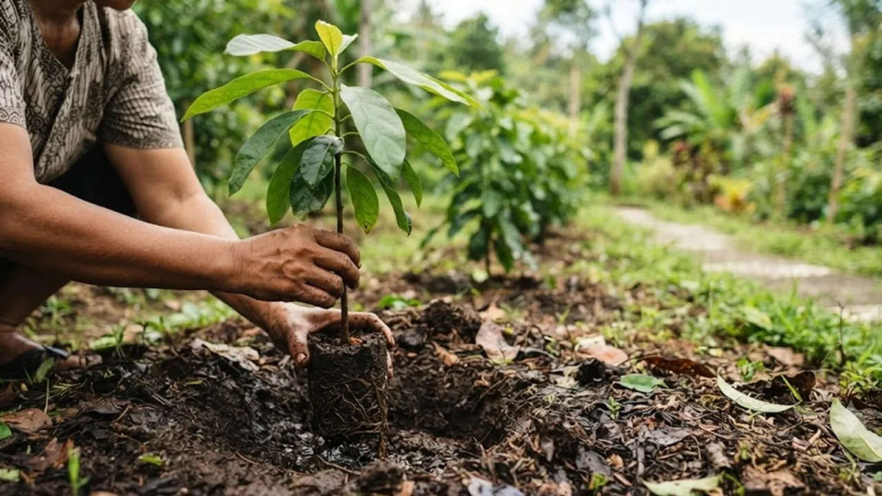 Cara Menanam Pohon Alpukat di Pot Agar Cepat Berbuah