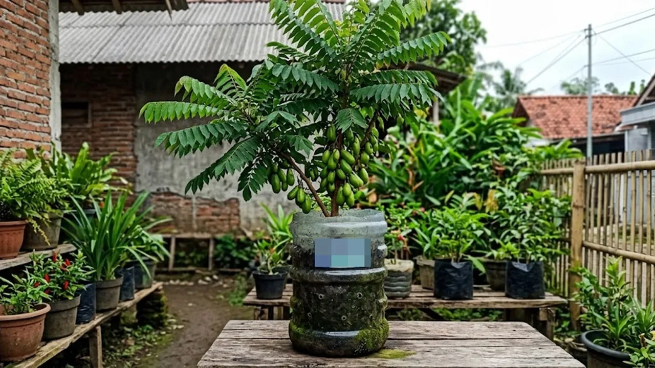 Cara Menanam Pohon Belimbing Wuluh di Galon Bekas, Ini 5 Langkah agar Berbuah Lebat