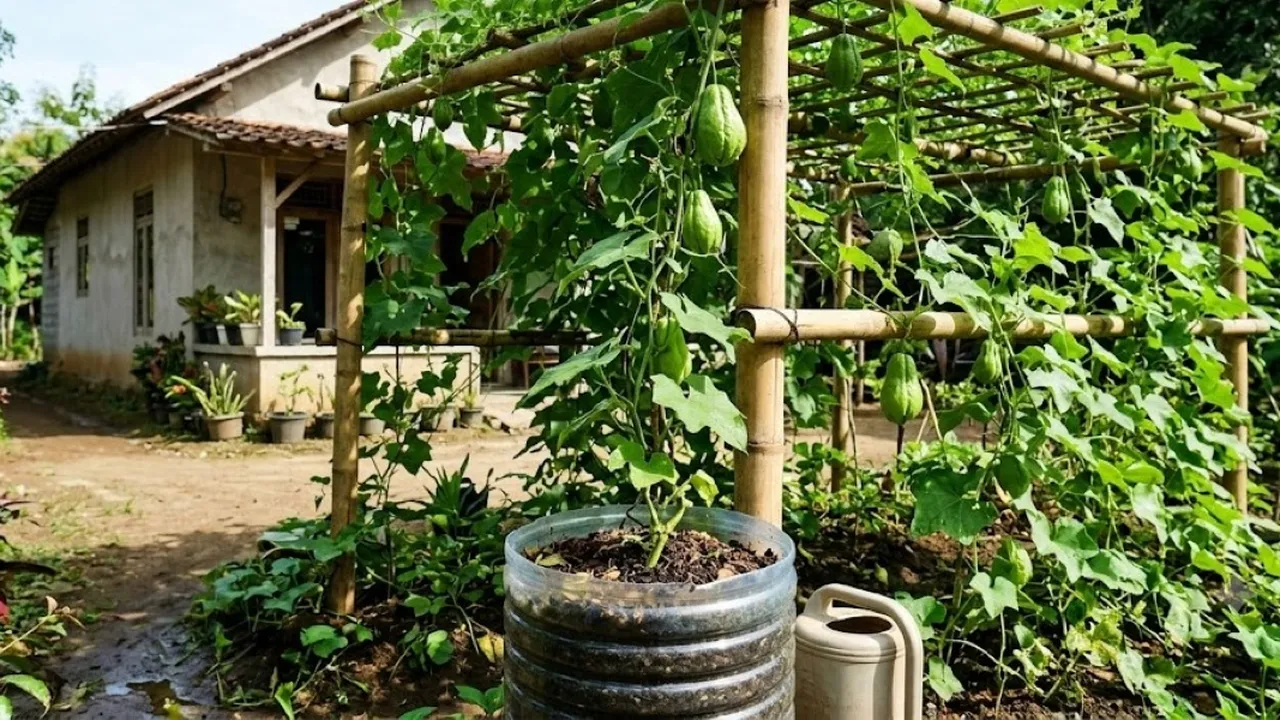 Cara Menanam Sayur Jipang yang Benar, Buah Lebat Tak Kenal Musim