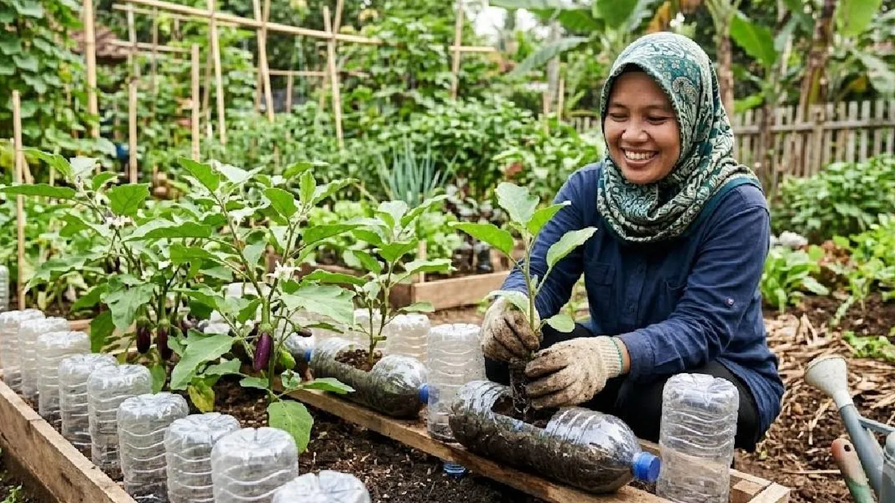 Cara Menanam Terong di Botol Bekas yang Benar, Hemat Biaya dan Ramah Lingkungan