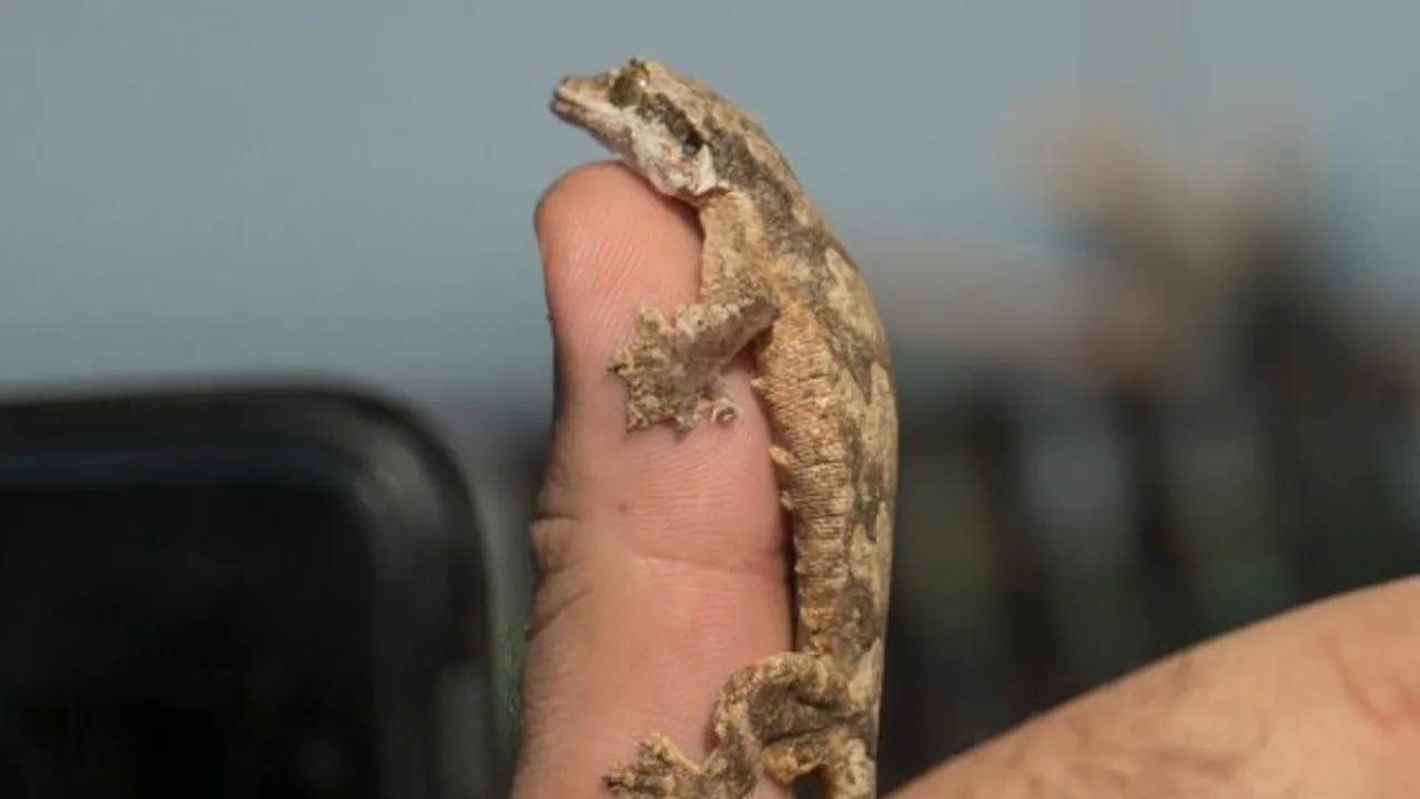 Cara Mengatasi Phobia Reptil pada Anak, Pelajari Panduan Melatih Anak agar Tidak Takut Cara Mengatasi Phobia Reptil pada Anak, Pelajari Panduan Melatih Anak agar Tidak Takut