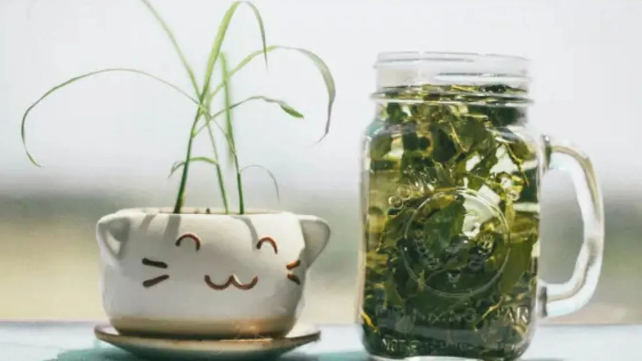 Cara Mengatasi Pori-Pori Wajah agar Mengecil, Memanfaatkan Toner Teh Hijau