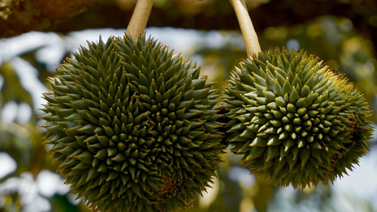 Cara Menggunakan Pupuk Booster untuk Durian, Padi dan Tanaman Lain