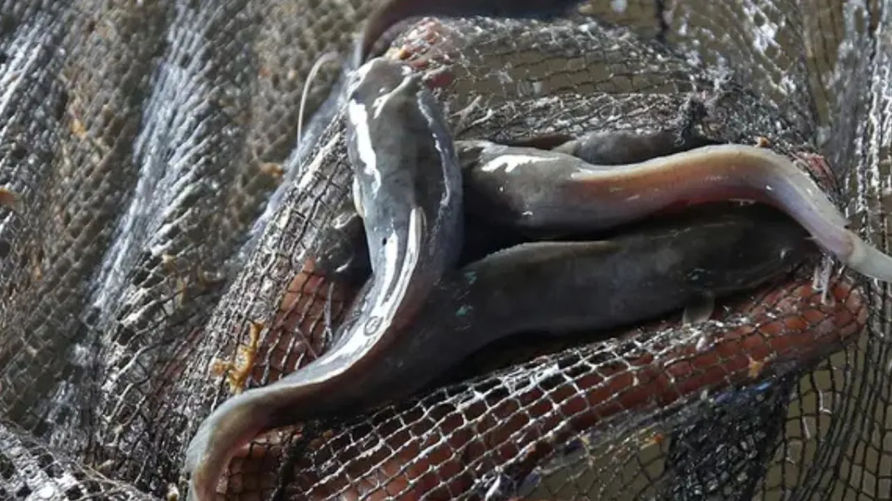 Cara Menghilangkan Lendir Ikan Lele dengan 3 Bahan Dapur, Efektif dan Mudah