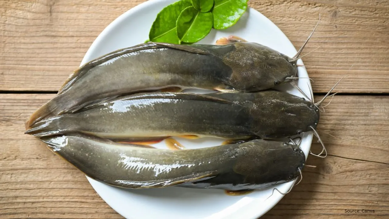 Cara Menghilangkan Lendir pada Ikan Lele Hanya dengan 3 Bahan Dapur