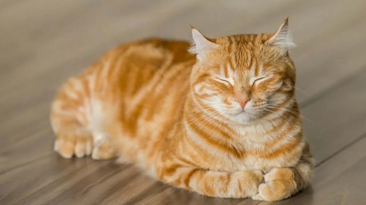 Cara Menghitung Umur Kucing dengan Tepat dan Akurat