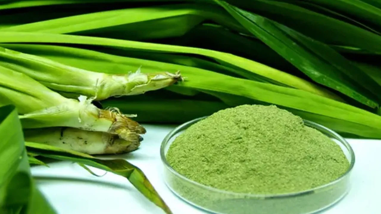 Cara Mengolah Daun Pandan, Solusi Alami untuk Menurunkan Gula Darah dan Kolesterol