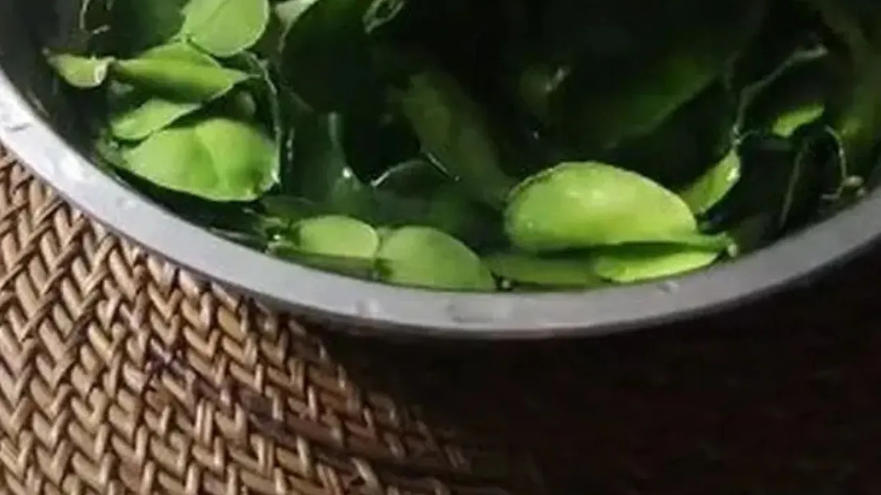 Cara Menyimpan Daun Jeruk, Agar Tetap Segar dan Awet Hingga 3 Bulan