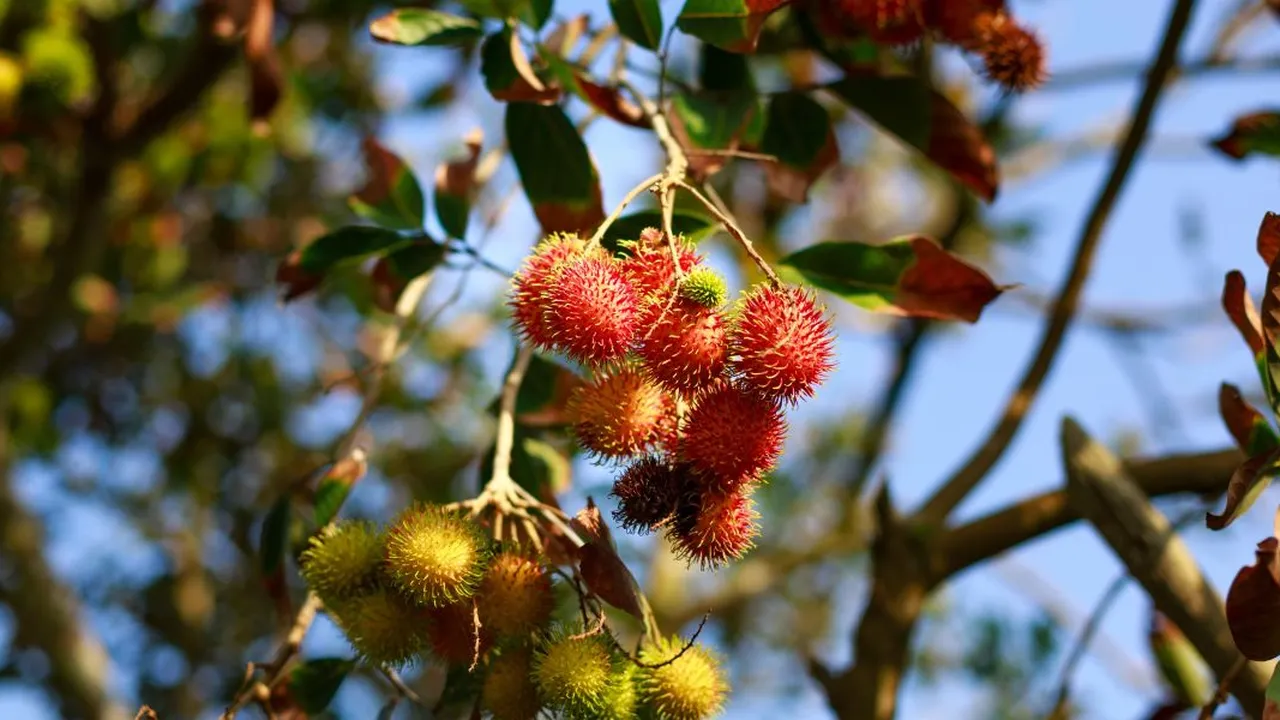 Cara Merangsang Pohon Rambutan agar Cepat Berbuah Lebat, Ini 8 Langkah yang Tepat dan Efektif
