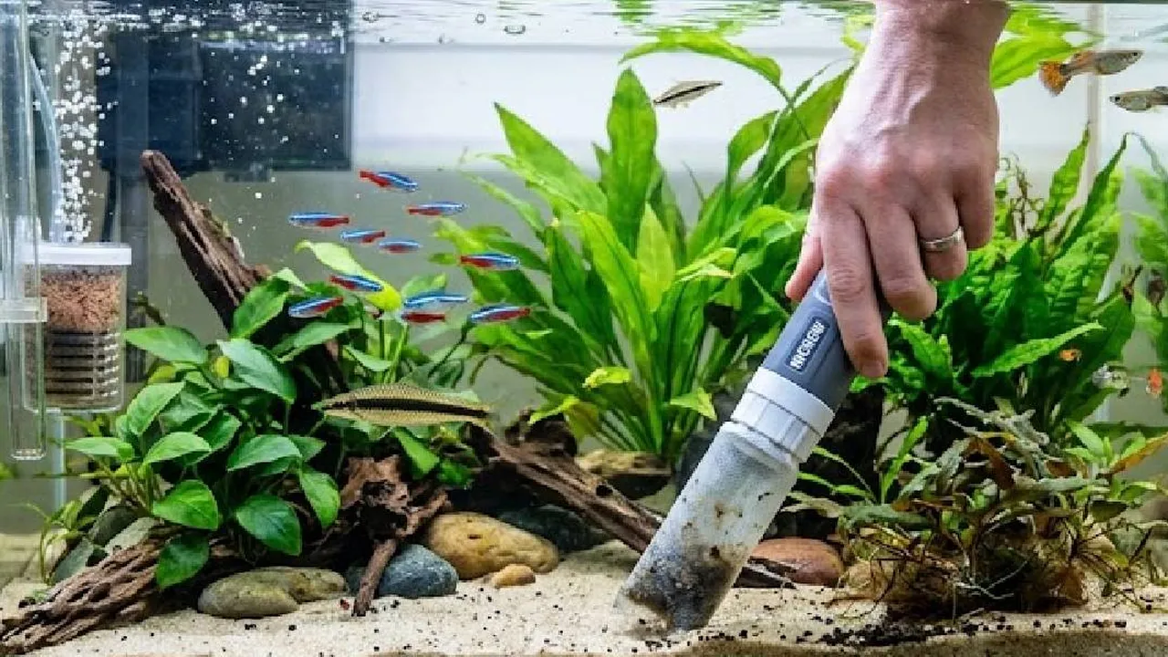 Cara Merawat Air Aquarium Tetap Bening Tanpa Kuras, Pahami Penyebab Keruh dan Solusinya