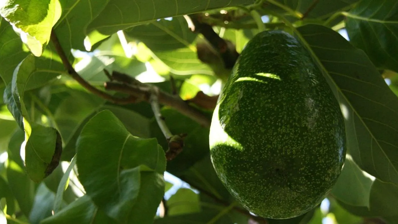 Cara Merebus Daun Alpukat untuk Menurunkan Darah Tinggi, Diminum 2 Kali Sehari