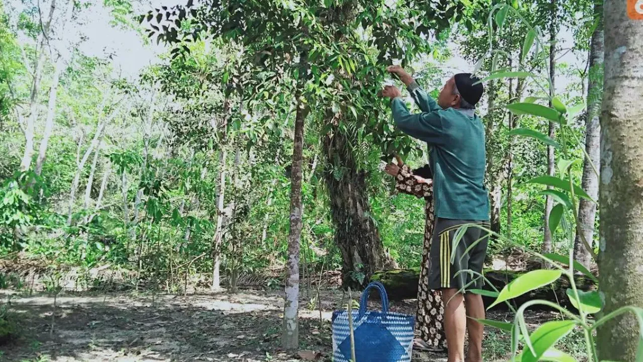 Cara Merebus Daun Gahari untuk Obat Kanker dan Darah Tinggi, Mengandung Alkaloid Antibakteri