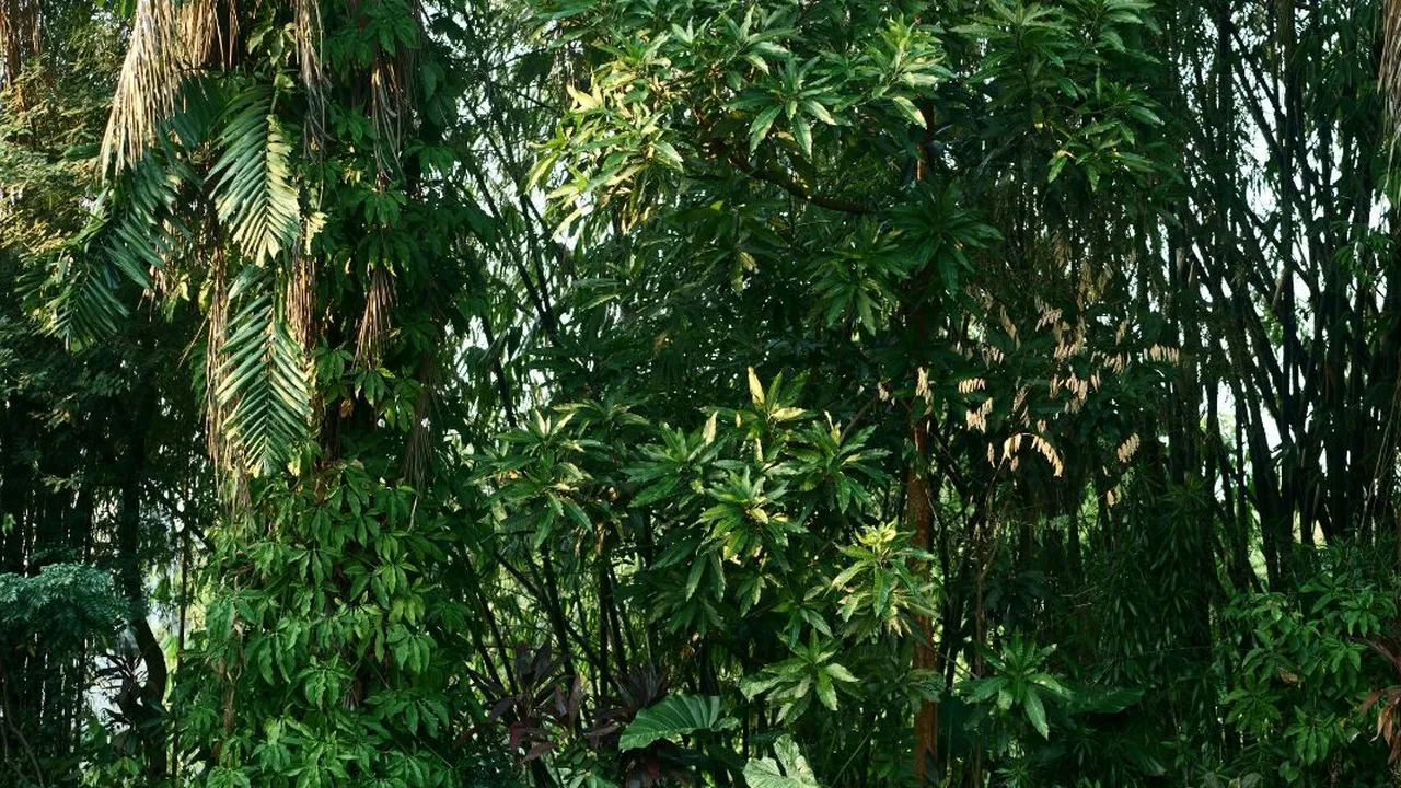 Cara Merebus Daun Ketapang untuk Solusi Atasi Peradangan Sendi, Cobain Jangan Tunggu Nanti-Nanti