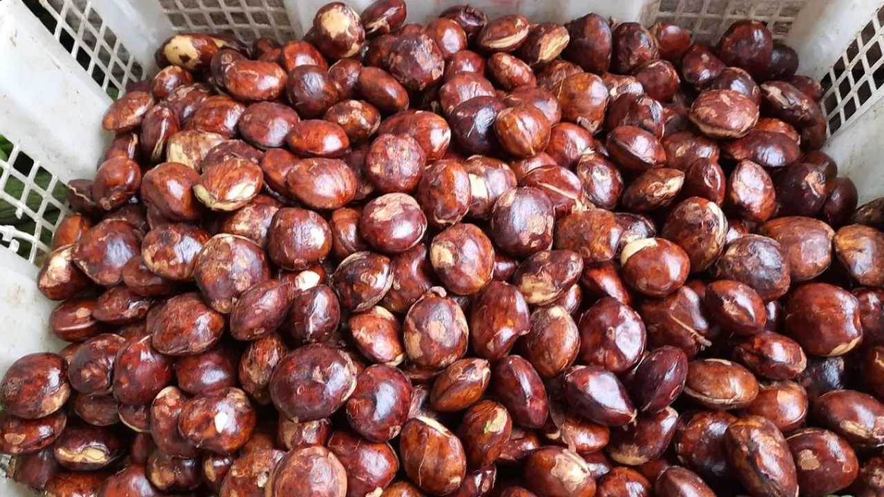 Cara Merebus Jengkol Empuk dan Bebas Bau dalam 30 Menit dengan 2 Bahan Ajaib
