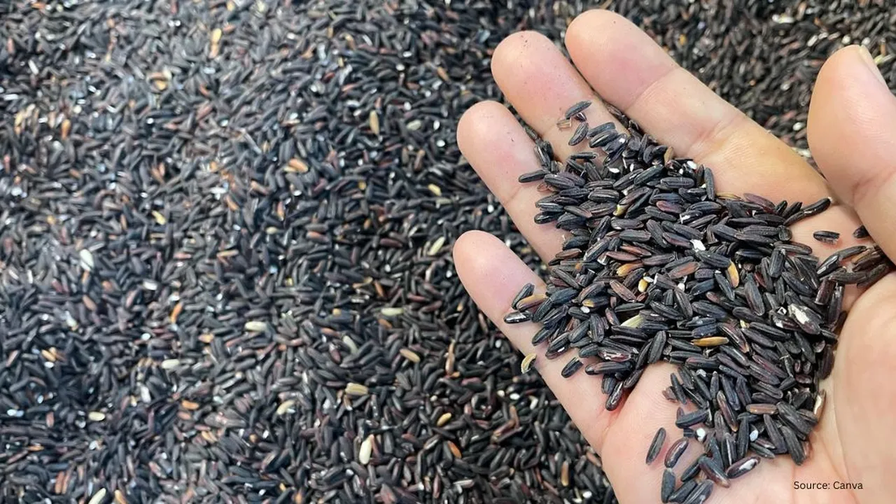Cara Praktis Memasak Ketan Hitam Tanpa Merendam yang Hemat Waktu dan Energi