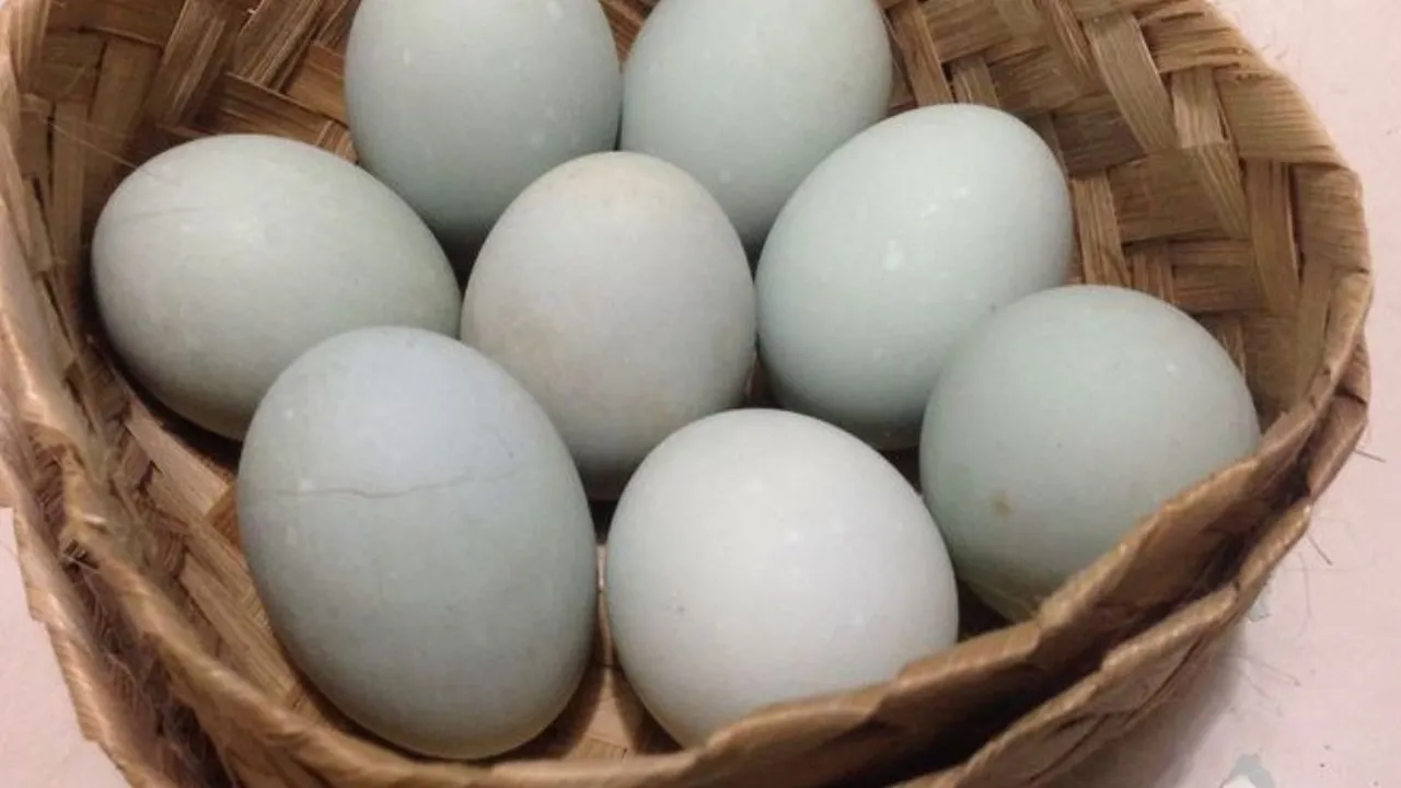 Cara Praktis Mengolah Telur Bebek yang Tidak Beraroma Kuat