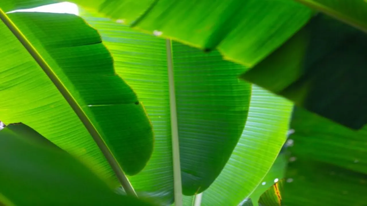 Cara Praktis Menjaga Daun Pisang Awet, Aroma dan Rasa Tetap Terjaga