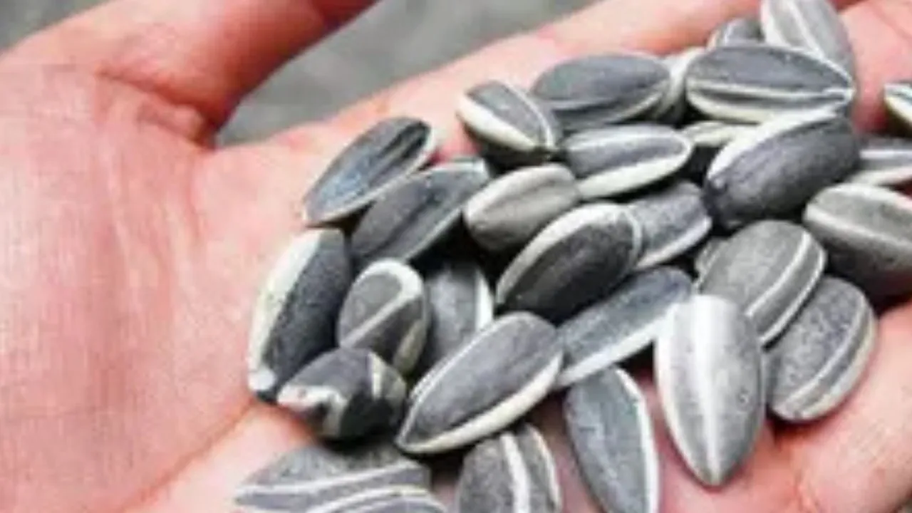 Cara Simpel Menjaga Kuaci agar Tidak Melempem dan Tetap Garing dengan 1 Bahan