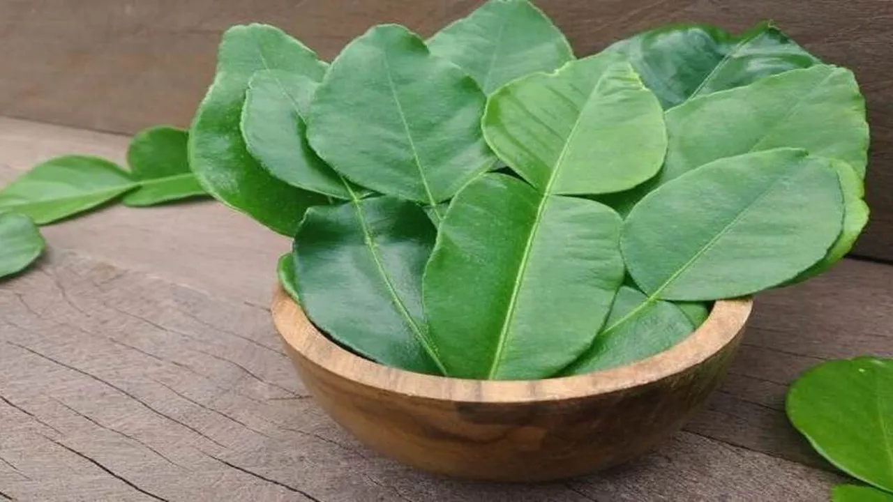 Cara Terbaik Mengolah Daun Jeruk agar Lebih Wangi dan Meningkatkan Rasa Masakan