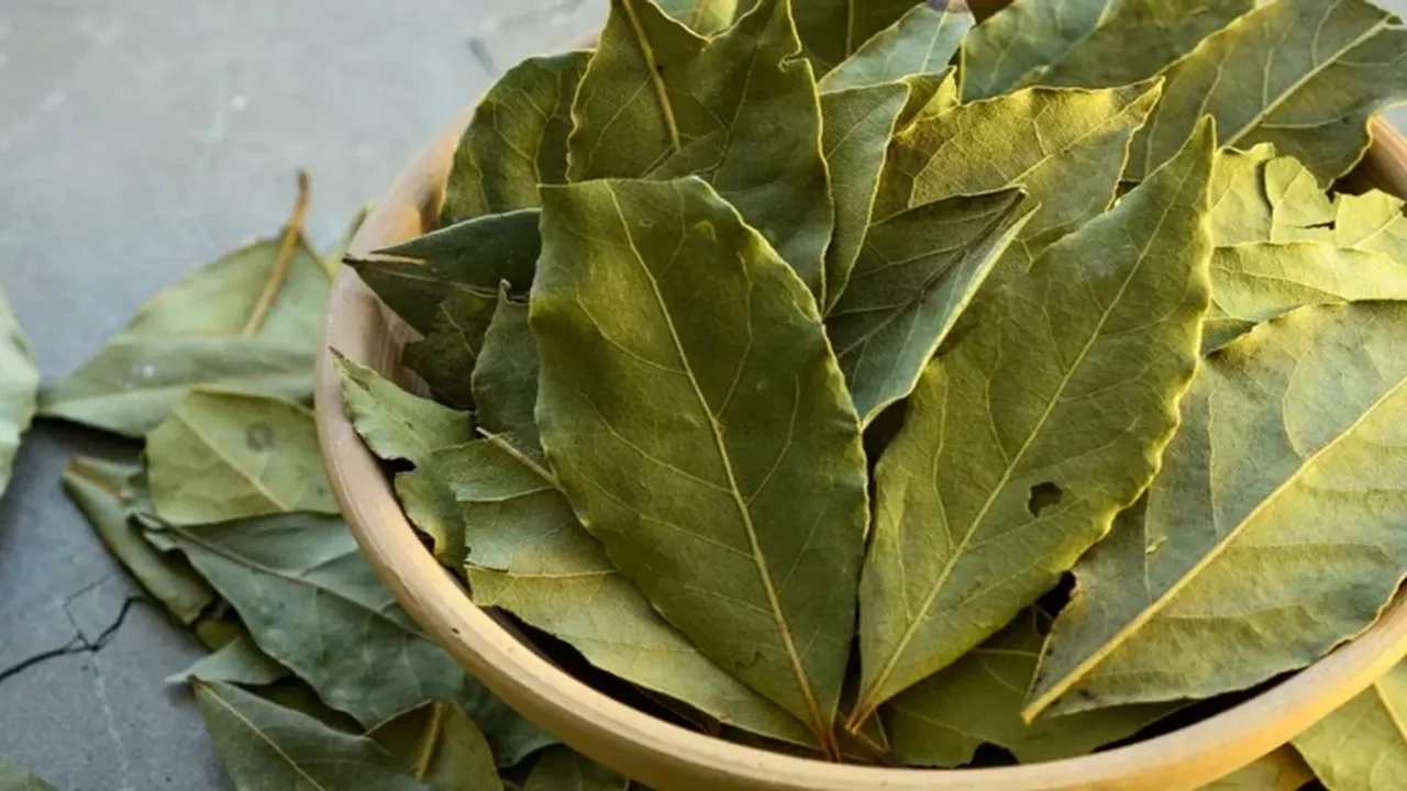 Cara Turunkan Kolesterol dengan Daun Salam, Bahan Sederhana dengan Khasiat Luar Biasa