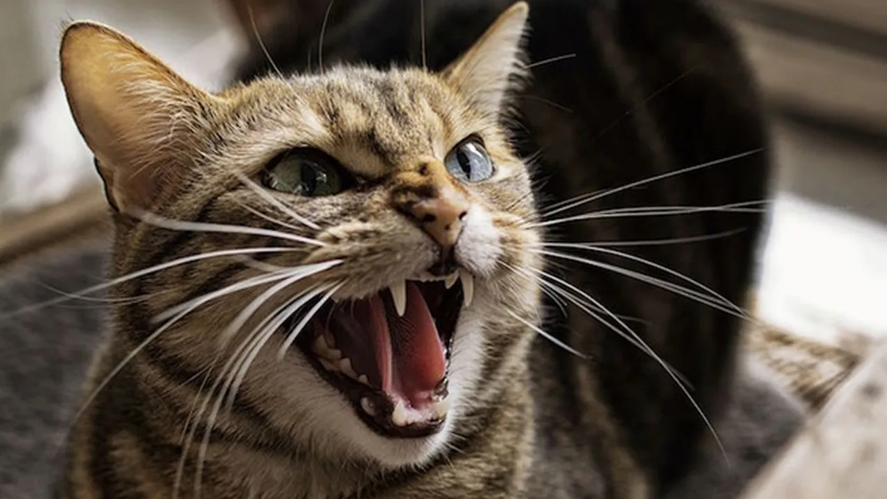 Cekoki Kucing Anggora dengan Ciu, Pria Ini Dikecam & Dipetisi Hukuman Penjara