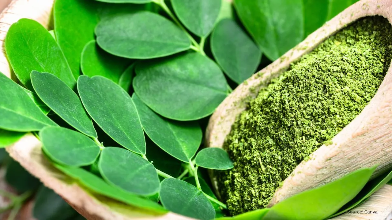 Daun Kelor Enak dan Antilangu, Ini Cara Olahnya dengan Benar