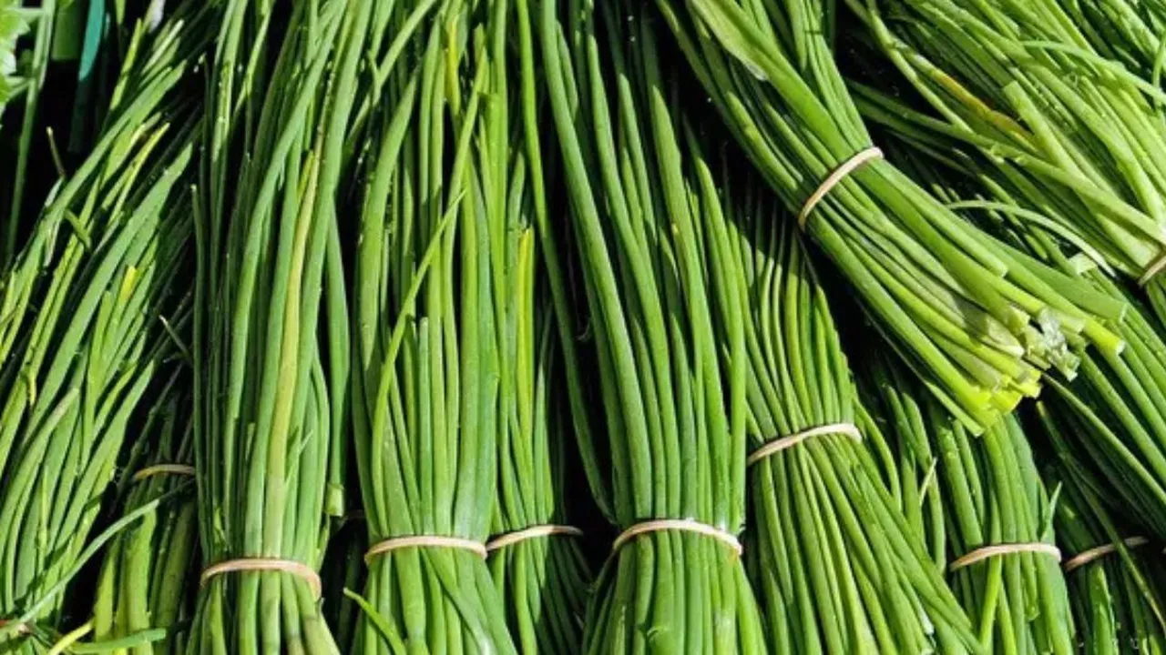 Daun Kucai, Rahasia Menurunkan Kolesterol