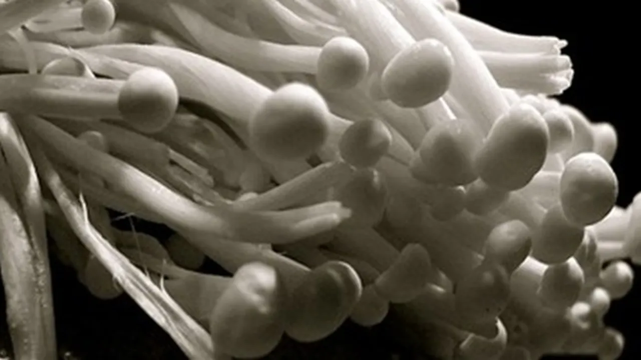 Diduga Jadi Penyebab Wabah Listeria di Amerika dan Australia, Ini 4 Fakta Jamur Enoki yang Ditarik dari Pasaran