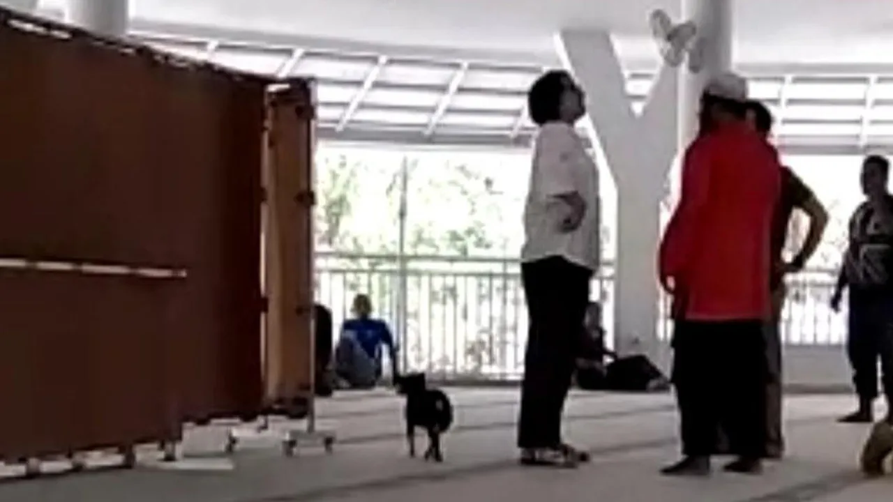 Fakta Terbaru Kasus Wanita Bawa Anjing Masuk Masjid, Kena Pasal Penistaan Agama