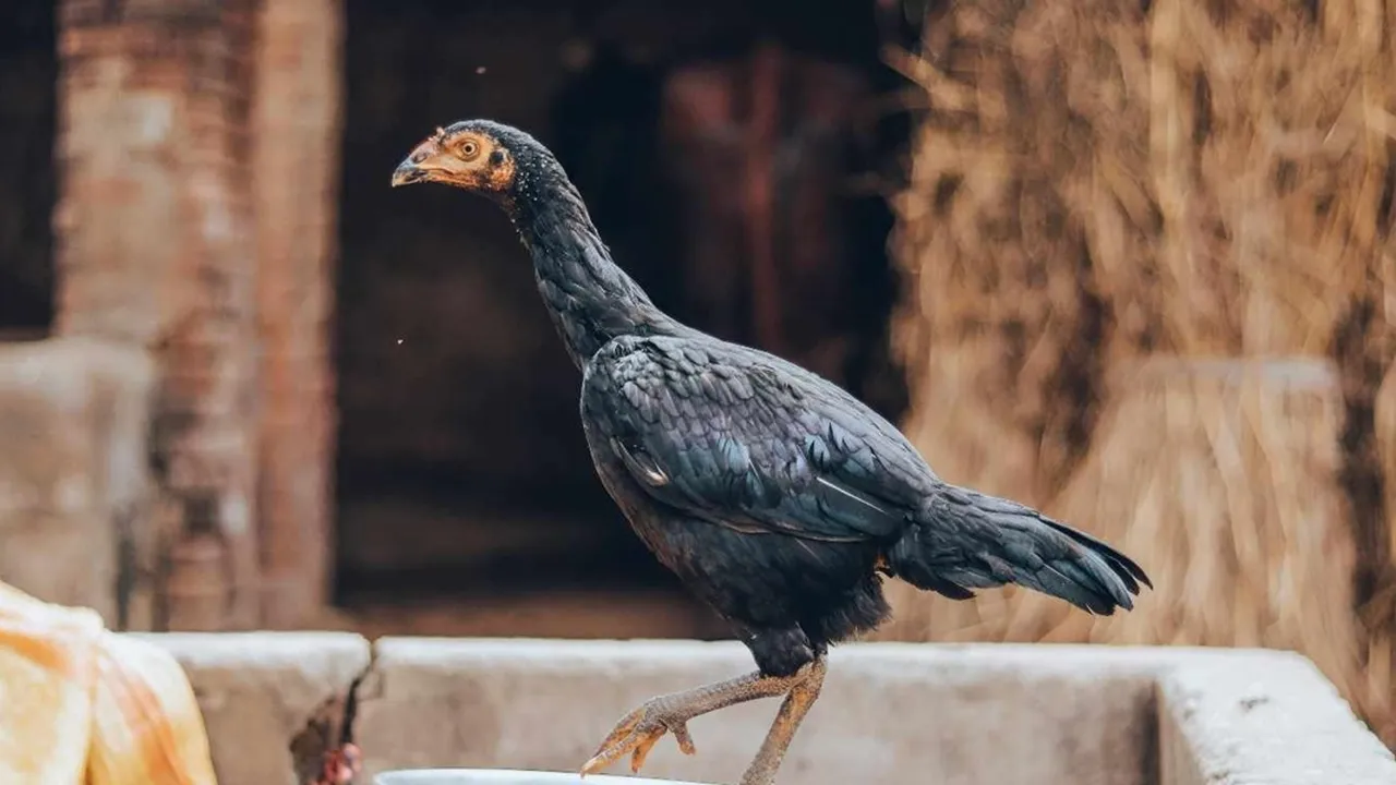 Fermentasi Pakan Ayam Modal 30 Ribu, Hemat Biaya Pakan 500 Ribu per Bulan