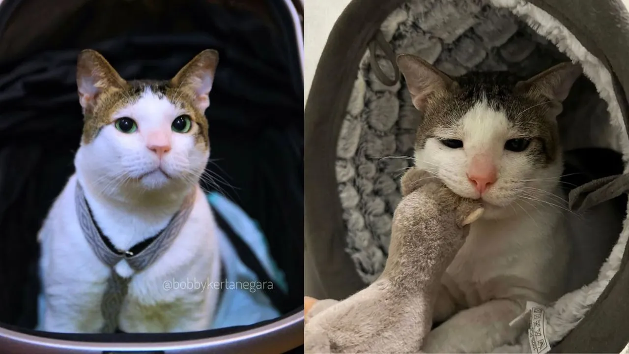 Foto-foto Bobby Kertanegara, Kucing Prabowo Subianto yang Imut dan Menggemaskan
