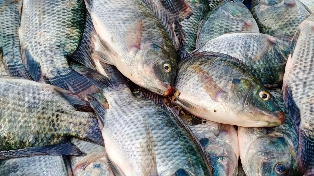 Garam dan Cuka Solusi Sederhana Atasi Bau Tanah pada Ikan Tawar