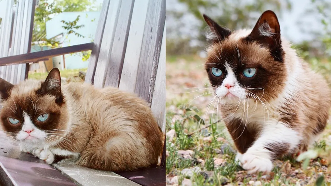 Grumpy Cat, Kucing Terpopuler Sedunia Meninggal karena Komplikasi Penyakit