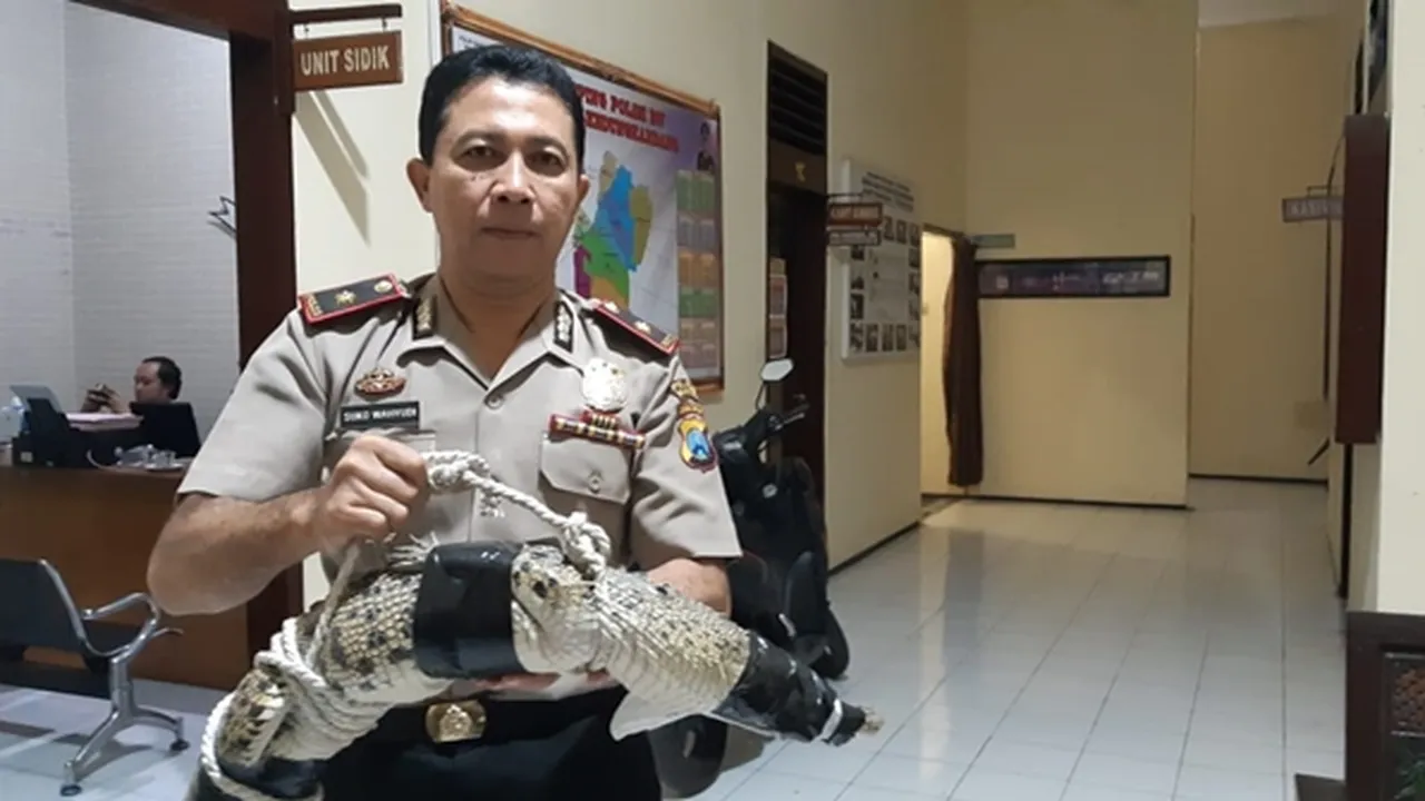 Heboh Buaya 'Jatuh Dari Langit' di Malang, Rusak Genting Rumah Warga