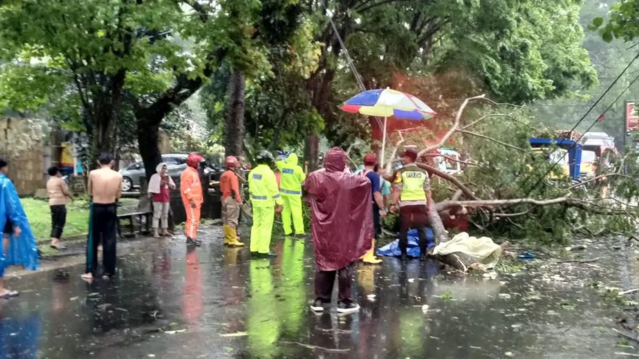 Hujan Deras! Seorang Pemotor di Kota Malang Tewas Tertimpa Pohon Roboh