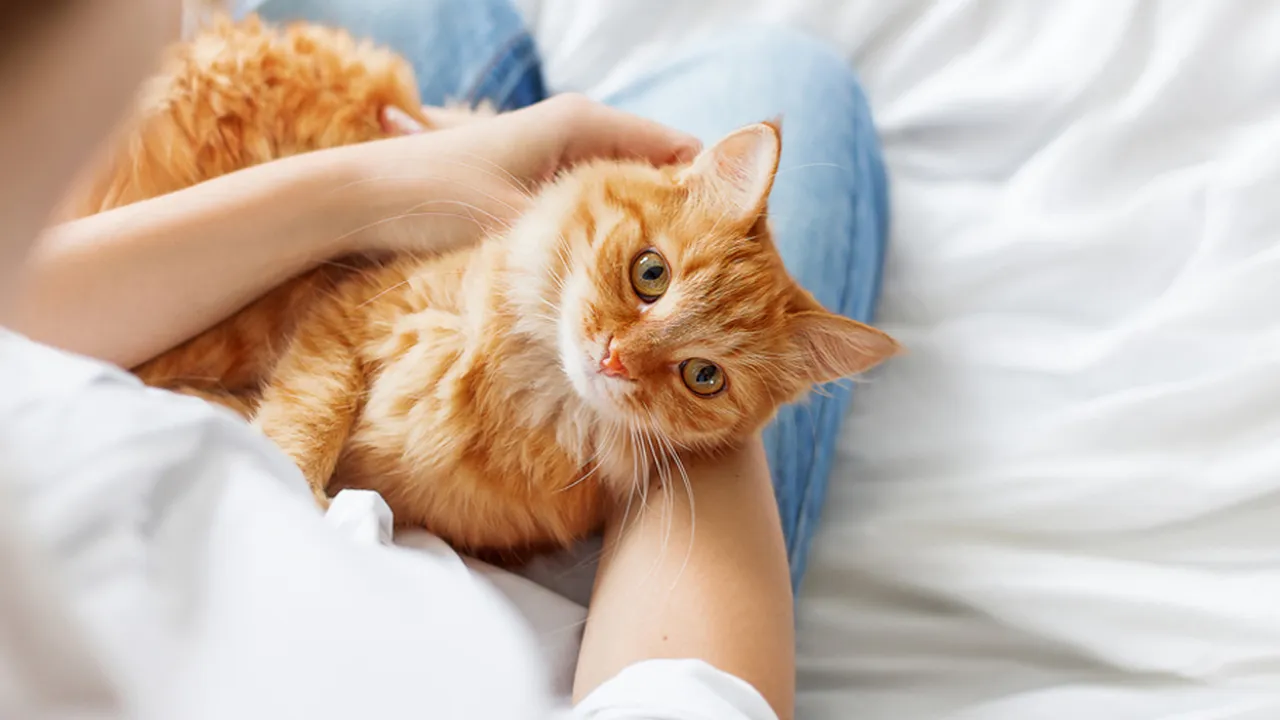 Ide Nama Kucing Lucu dari Mitologi Yunani, Mana yang Paling Cocok dengan Karakter Anabul di Rumah?