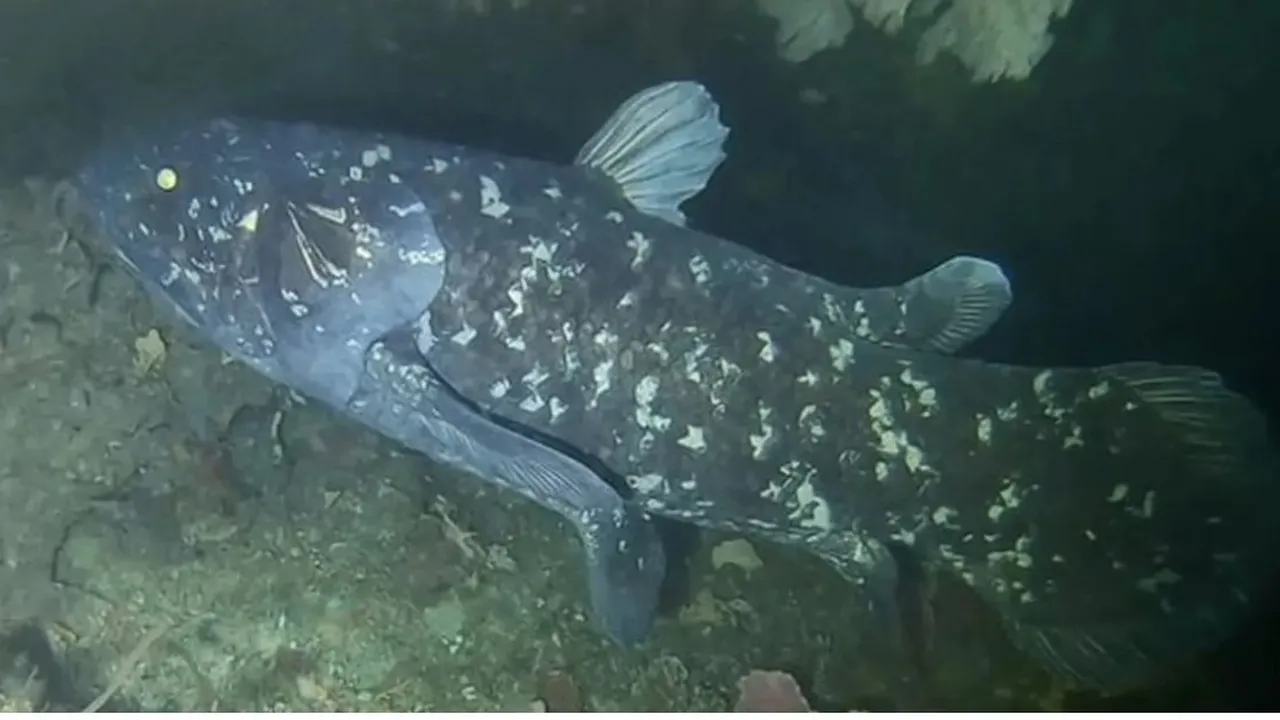 Ikan Purba Coelacanth, Spesies Langka yang Hidup Sebelum Dinosaurus Ditemukan di Gorontalo